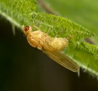 Buskflue neuroctena anilis